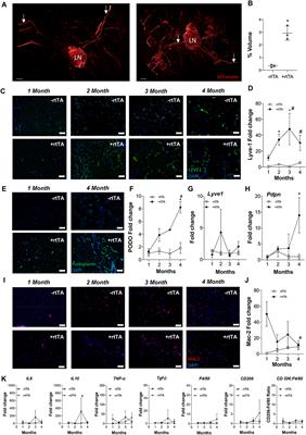 Characterizing Lymphangiogenesis and Concurrent Inflammation in Adipose Tissue in Response to VEGF-D